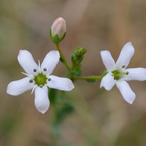 Samolus repens