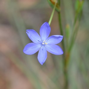 Orthrosanthus multiflorus 