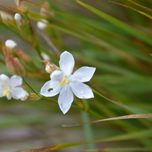 Orthrosanthus multiflorus 