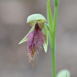 Calochilus robertsonii 