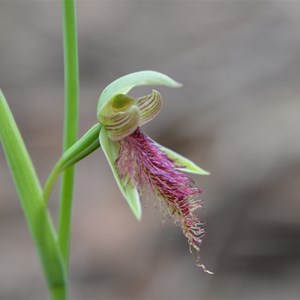 Calochilus robertsonii 