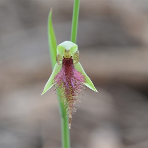 Calochilus robertsonii 