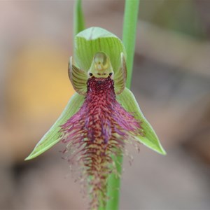 Calochilus robertsonii 