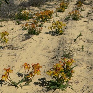 Cats Paw growing in sand, Lesueur NP.