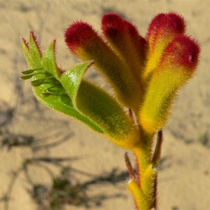 Common Cats Paw