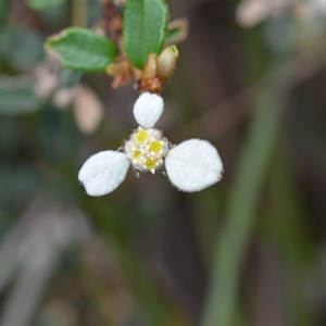 Spyridium phylicoides