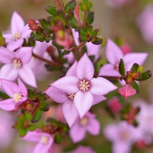 Boronia edwardsii