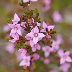 Boronia edwardsii