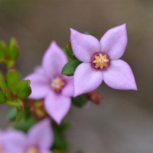 Boronia edwardsii