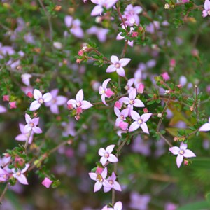 Boronia edwardsii