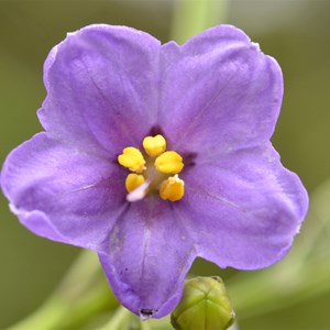 Solanum simile