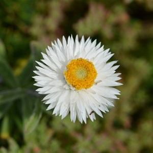 Helichrysum leucopsideum