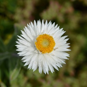 Helichrysum leucopsideum