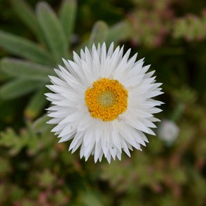 Helichrysum leucopsideum