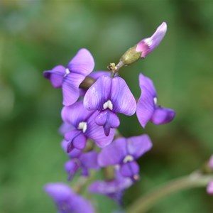 Swainsona lessertiifolia 