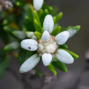 Spyridium phylicoides