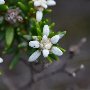 Spyridium phylicoides