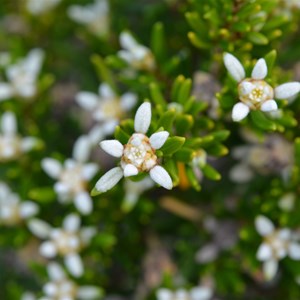 Spyridium phylicoides