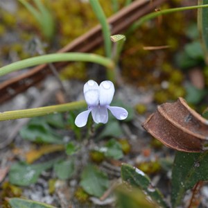 Viola sieberiana
