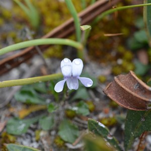 Viola sieberiana