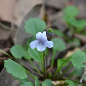 Viola sieberiana