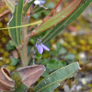 Viola sieberiana