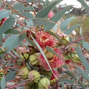 Eucalyptus youngiana, or large fruited mallee