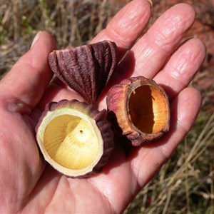 Bud caps of Large fruited mallee