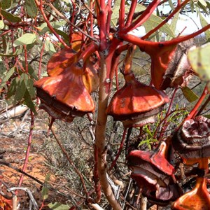 Gumnuts of Eucalyptus youngiana