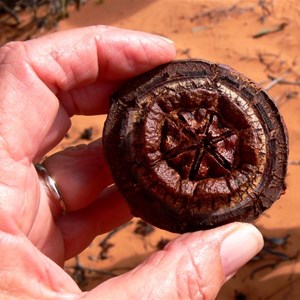 Large fruited mallee for sure - gumnut.