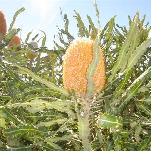 Acorn Banksia