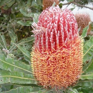 Menzies Banksia