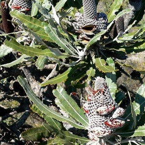 Banksia menziesii 