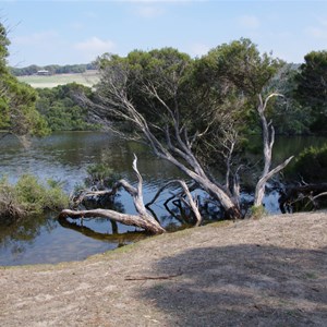 Melaleuca halmaturorum 