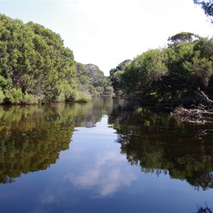 Melaleuca halmaturorum 