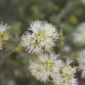 Melaleuca halmaturorum 