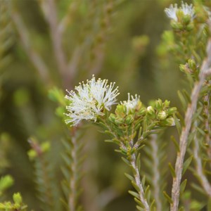 Melaleuca halmaturorum 