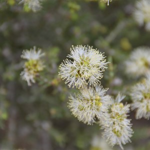 Melaleuca halmaturorum 