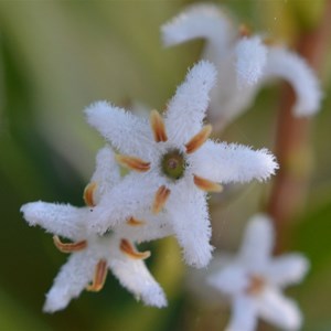 Leucopogon parviflorus