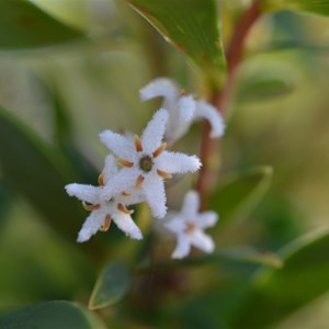 Leucopogon parviflorus