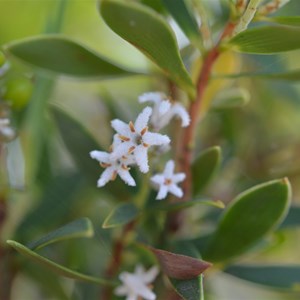 Leucopogon parviflorus