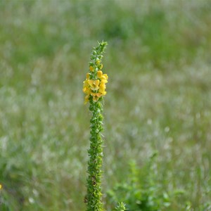 Verbascum creticum