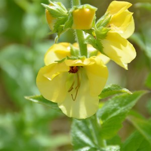 Verbascum creticum