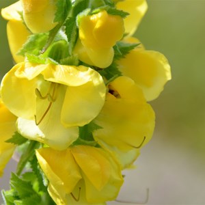 Verbascum creticum