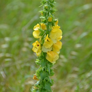 Verbascum creticum