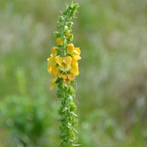 Verbascum creticum