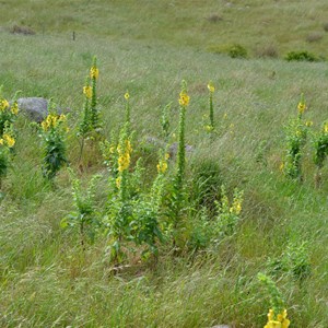 Verbascum creticum