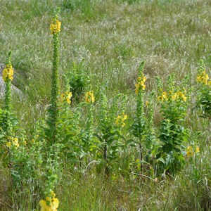 Verbascum creticum