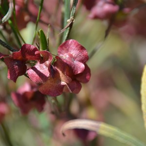 Dodonaea viscosa ssp. Angustissima 