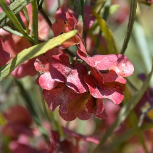 Dodonaea viscosa ssp. Angustissima 